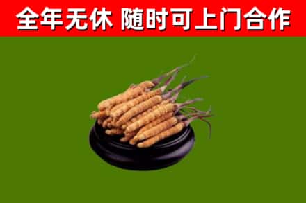 周口市回收冬虫夏草